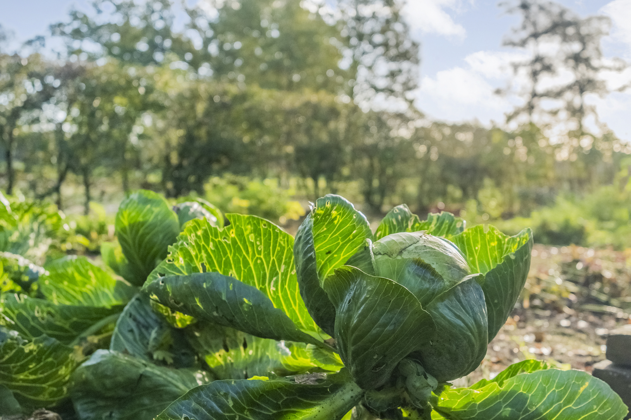 Te koop: Foto Woonhuis aan de Weerwilleweg 34 in Koekange